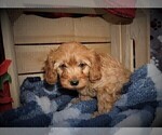Small Photo #4 Cavapoo Puppy For Sale in LUBLIN, WI, USA