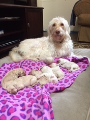 Goldendoodle Puppy for sale in SUMMERVILLE, SC, USA
