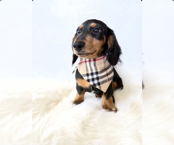 Medium Photo #2 Dachshund Puppy For Sale in DAVIS, CA, USA