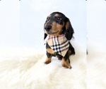 Small #1 Dachshund