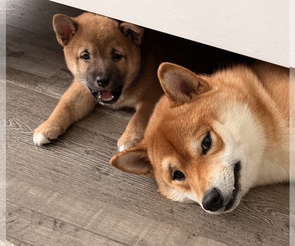Medium Photo #1 Shiba Inu Puppy For Sale in COHUTTA, GA, USA