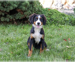 Liberty - Female Bernese Mountain Dog Puppy for Sale - Photo #4