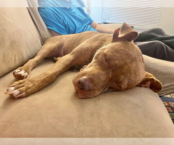 Medium Photo #12 American Pit Bull Terrier-Unknown Mix Puppy For Sale in Derwood, MD, USA