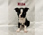 Puppy Ella Boston Terrier