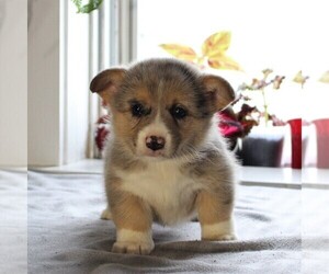 Pembroke Welsh Corgi Puppy for sale in HONEY BROOK, PA, USA
