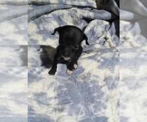 Chihuahua Puppy for sale in SHALLOTTE, NC, USA