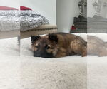 Small #5 German Shepherd Dog