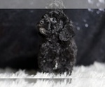 Small #2 Poodle (Toy)