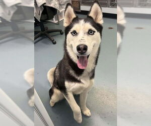 Siberian Husky Dogs for adoption in London, Ontario, Canada
