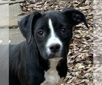 Small Photo #1 Bulldog-Labrador Retriever Mix Puppy For Sale in Yardley, PA, USA