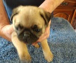 Small Photo #2 Pug Puppy For Sale in BRIDGMAN, MI, USA