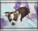 Small #2 Chihuahua