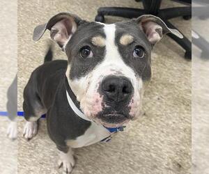 American Bulldog-Unknown Mix Dogs for adoption in Boston, MA, USA