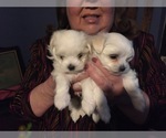 Small Photo #75 Maltese Puppy For Sale in BRKN ARW, OK, USA