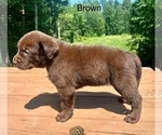 Small Photo #7 Labrador Retriever Puppy For Sale in STANLEY, WI, USA
