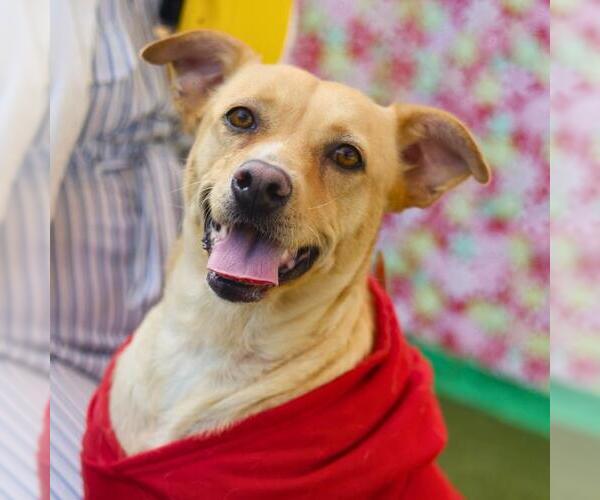 Medium Photo #2 Mutt Puppy For Sale in San Antonio, TX, USA