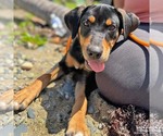 Small #2 Labrador Retriever-Retriever  Mix