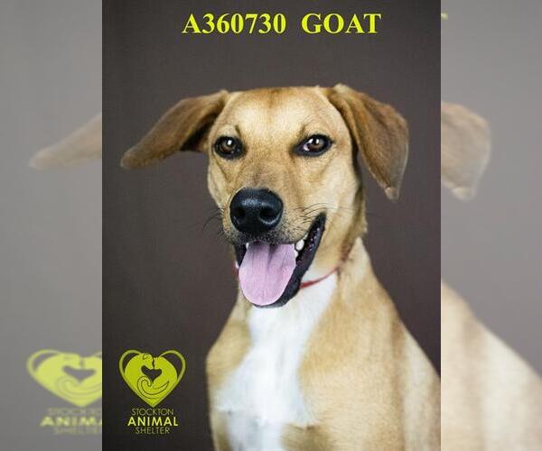 Medium Photo #2 Labrador Retriever-Unknown Mix Puppy For Sale in Stockton, CA, USA