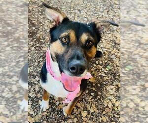 Australian Shepherd-Unknown Mix Dogs for adoption in Santa Barbara, CA, USA
