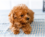 Small Photo #23 Poodle (Toy) Puppy For Sale in WAKARUSA, IN, USA