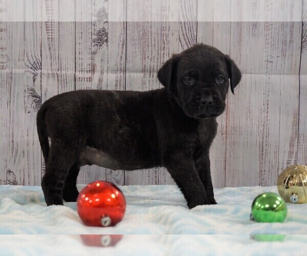 Medium Photo #2 Mastiff Puppy For Sale in FREDERICKSBG, OH, USA