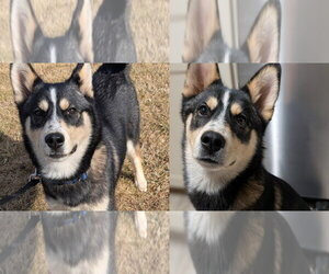 Siberian Husky-Unknown Mix Dogs for adoption in Omaha, NE, USA
