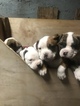 Small Photo #14 American Bulldog Puppy For Sale in YAKIMA, WA, USA