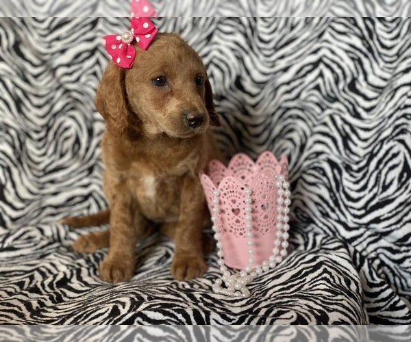 Medium Photo #1 Labradoodle-Poodle (Miniature) Mix Puppy For Sale in CEDAR LANE, PA, USA