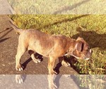 Small Photo #13 Olde English Bulldogge Puppy For Sale in KANSAS CITY, MO, USA