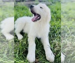 Small #4 Maremma Sheepdog