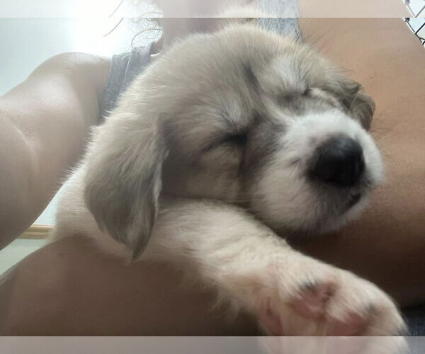 Medium Photo #1 Labrador Retriever-Unknown Mix Puppy For Sale in Plainfield, IL, USA