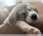 Small Labrador Retriever Mix