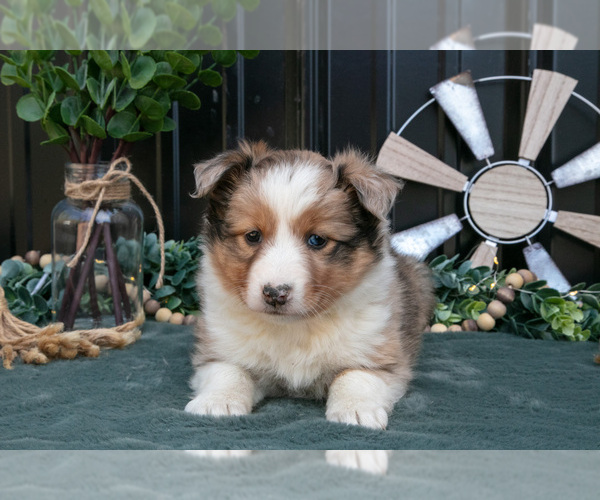 Medium Photo #8 Shel-Aussie Puppy For Sale in HILLSBORO, OH, USA