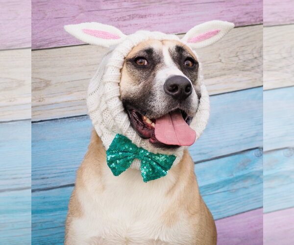 Medium Photo #3 American Staffordshire Terrier-Siberian Husky Mix Puppy For Sale in Phoenix, AZ, USA