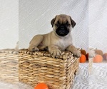 Small #1 Pug