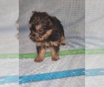 Small Photo #266 Yorkshire Terrier Puppy For Sale in AKRON, OH, USA