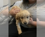Small Photo #7 Golden Retriever Puppy For Sale in JACKSONVILLE, NC, USA