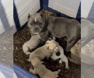 Mother of the American Bully puppies born on 04/24/2026