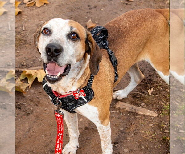 Medium Photo #7 Mutt Puppy For Sale in Canton, CT, USA