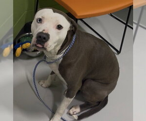 Mutt Dogs for adoption in Temple, TX, USA