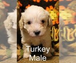 Puppy Turkey Poodle (Toy)-Schnoodle (Miniature) Mix