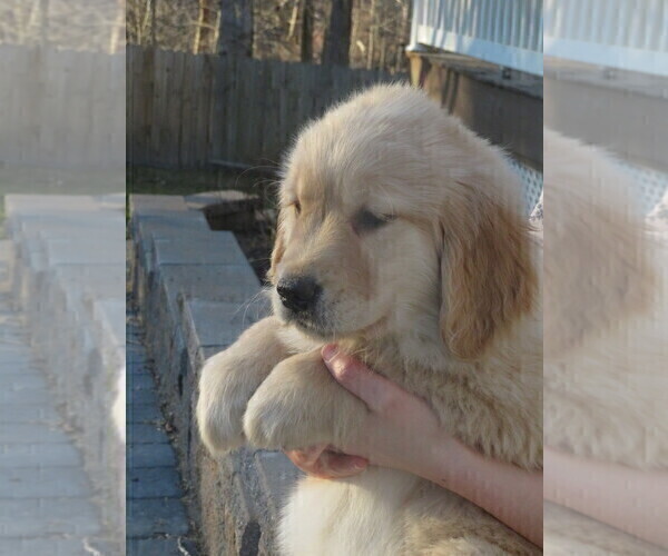 Medium Photo #23 Golden Retriever Puppy For Sale in MECHANICSVILLE, MD, USA