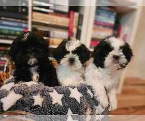 Shih Tzu Puppy for Sale in SPRINGFIELD, Oregon USA
