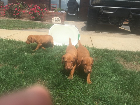 Medium Photo #3 Vizsla-Weimaraner Mix Puppy For Sale in STANFORD, IL, USA