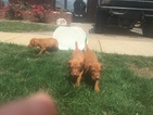 Small Photo #3 Vizsla-Weimaraner Mix Puppy For Sale in STANFORD, IL, USA