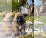 Puppy 1 Paperanian