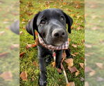 Small #2 Labrador Retriever Mix