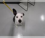 Small Border Collie Mix