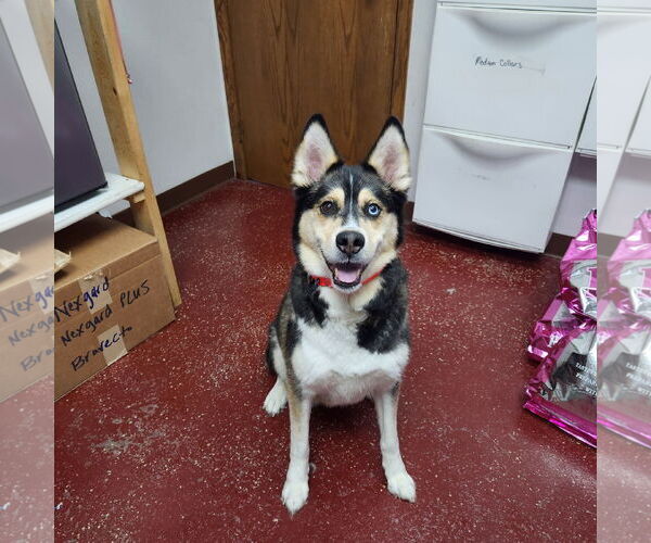 Medium Photo #11 Huskies -Unknown Mix Puppy For Sale in Fargo, ND, USA