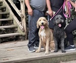 Small Photo #1 Doodle-Labradoodle Mix Puppy For Sale in SOUTH AMBOY, NJ, USA